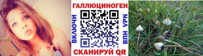 Псилоцибиновые грибы Psilocybe  Белая Холуница 